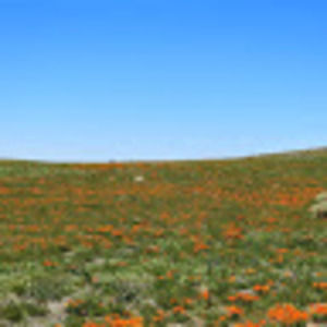 Meet your Posher, Tyla